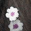 مشکی گل بنفش