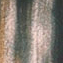 سبز-کالباسی